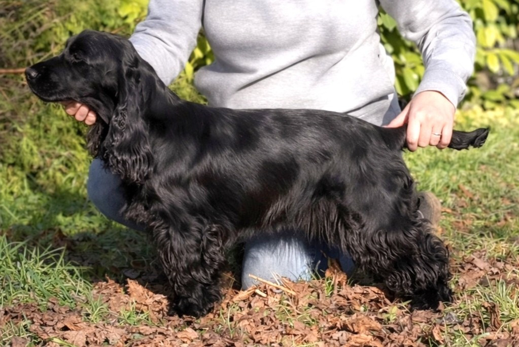 Until dawn Of Boreal River