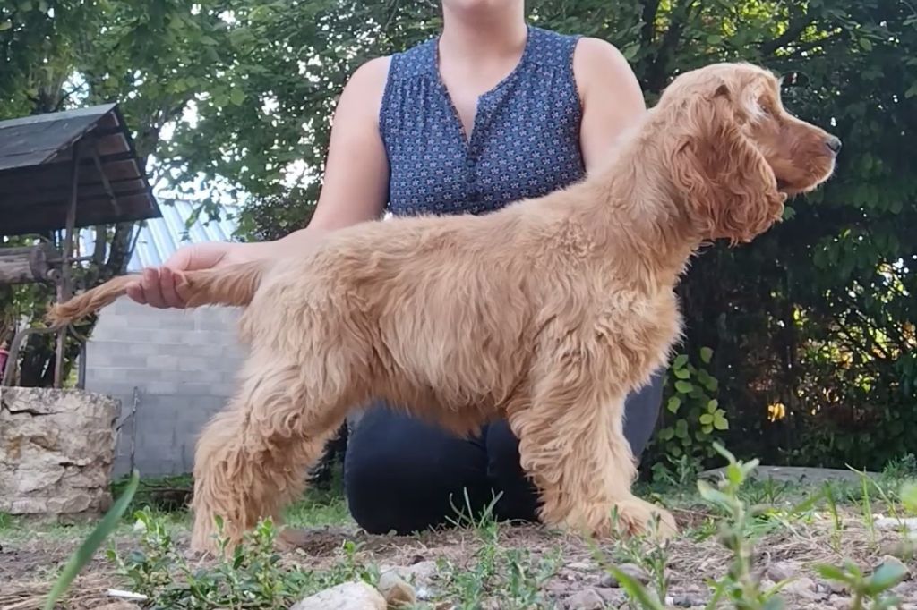 All for love Of Boreal River